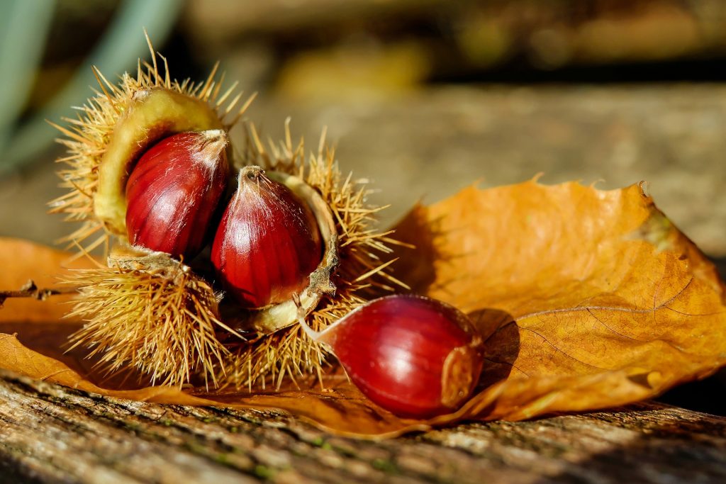 Eten uit de Natuur: Wilde Kastanjes eten, kan dat?