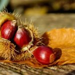 Eten uit de Natuur: Wilde Kastanjes eten, kan dat?