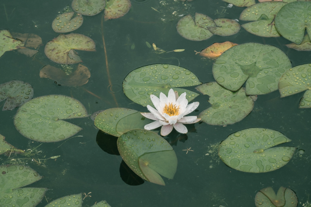 Wil jij een vijver? Zo maak je jouw tuin compleet
