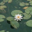 Wil jij een vijver? Zo maak je jouw tuin compleet
