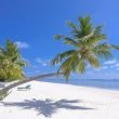photo of coconut trees on seashore