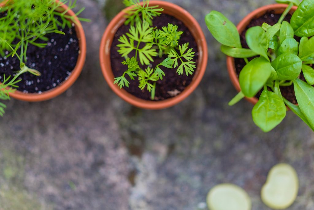 Op deze manier zorg je goedkoop goed voor je planten 