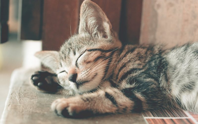 close up photography of sleeping tabby cat
