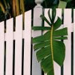 green banana leaf