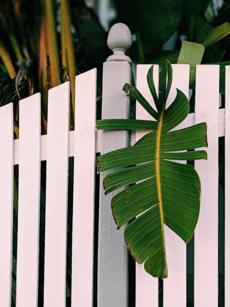 green banana leaf