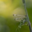 bush cricket hang on a green stem plant with ugly face