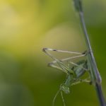 bush cricket hang on a green stem plant with ugly face