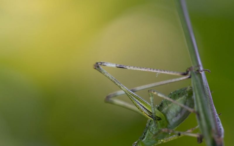 bush cricket hang on a green stem plant with ugly face