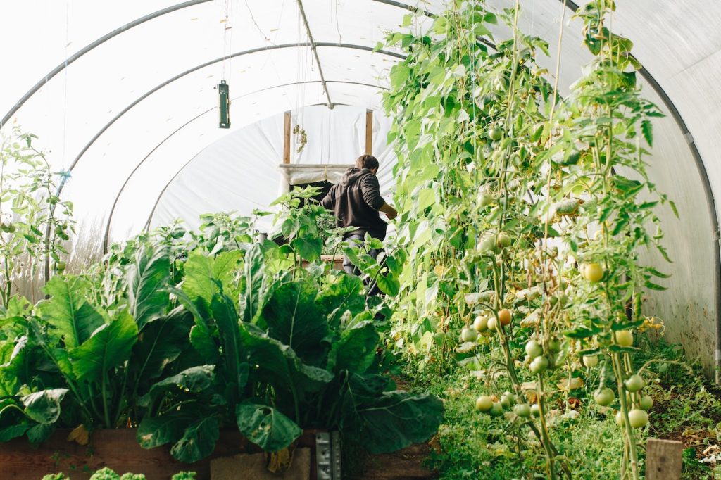 Hoe kun je geld besparen met een moestuin?