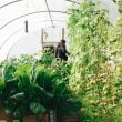 Hoe kun je geld besparen met een moestuin?
